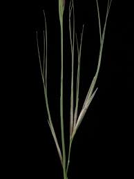 Image result for Aristida recta