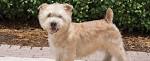 GITCA | Glen of Imaal Terrier Club of America