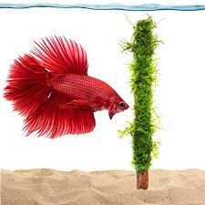 So now i add 6 neon tetras. Luffy Moss Bamboo Stick 7 Inches All Natural Beautiful Aquatic Decor Safe For Freshwater Fish Tanks Fun And Playful Aquarium Toy For Betta Tetra Gourami And Shrimp Buy Online In United Arab Emirates At