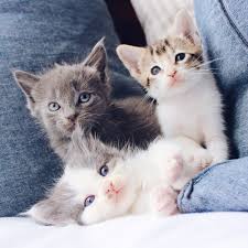 Cute Puppies And Kittens Pictures Download Free Images On Unsplash Cute kitten pictures as far as the eye can see. cute puppies and kittens pictures