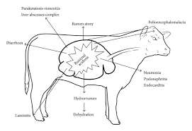 Acidosis and transparent png images free download. Ruminal Acidosis In Feedlot From Aetiology To Prevention