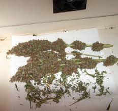 Wir durften den gärtner peter beim ernten begleiten, also einem prozess. Marihuana Ernten Wie Ein Profi Eine Anleitung Cannabisanbauen Net