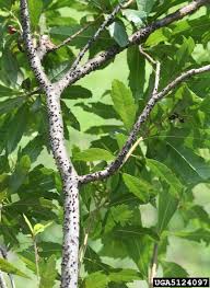 Image result for Synsepalum muelleri