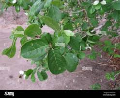 Image result for Combretum obovatum