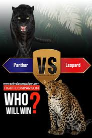 Check spelling or type a new query. Leopard Vs Panther Fight Comparison Who Will Win
