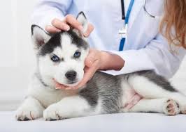 Interpretation of serum alkaline phosphatase in dogs interpretation of serum alkaline phosphatase in dogs cynthia r.l.webster, dvm, diplomate acvim,tufts university out cancer. Effects Of Spay Neuter On Orthopedic Disease And Cancer In Dogs Canine Arthritis Resources And Education