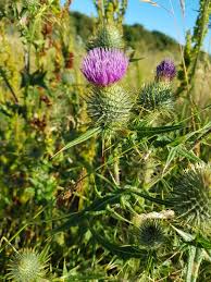 Commonly found in the highlands of scotland, the thistle is the country's national flower, but it's not clear how it came to attain this status. Our Stunning National Flower Is Starting To Bloom All Over Scotland Scotland