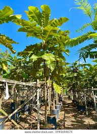 Image result for Dillenia