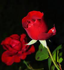 Rose flower photos love shayari. 60 000 Best Rose Flower Photos 100 Free Download Pexels Stock Photos