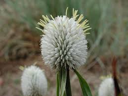 Image result for Kyllinga albiceps