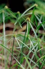 Image result for Kyllinga squamulata