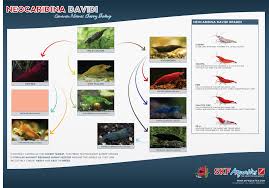 Organized Shrimp Grading Freshwater Shrimp Breeding Chart