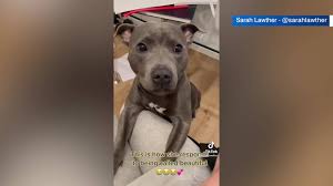 Find the lowest price for pet stop fence today! Dyersburg Nurse Accused Of Professional Misconduct Over Prescribing Practices