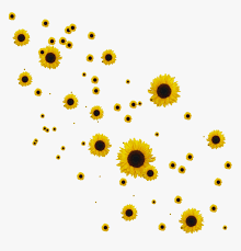 With a name that comes from the sun, these flowers are sure to add a bright and fun feel as background imagery. Flower Flowers Roses Sunflower Sunflowers Overlay Aesthetic Sunflower Transparent Background Hd Png Download Kindpng