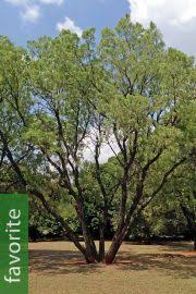 Image result for Millettia bussei