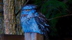 Check spelling or type a new query. Jenis Jenis Burung Kicau Yang Bernyanyi Di Malam Hari Kepogaul