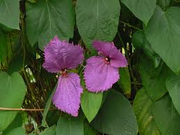 Image result for Dalechampia capensis