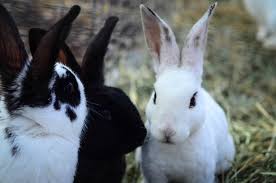 How to start a lucrative sorghum farming and production business in nigeria: Our Rabbitry Why I Love Raising Rabbits For Meat