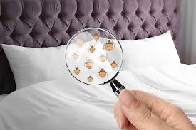 Entspricht rückgabe das stiche bett der qualitätsstufe, die sie für diesen preis erwarten look können? Wie Sehen Bisse Von Bettwanzen Aus Insektenbekampfung 24h