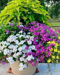 Image result for Jamesbrittenia