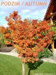 Maybe you would like to learn more about one of these? Acer Palmatum Crispifolium Shishigashira About Garden Com