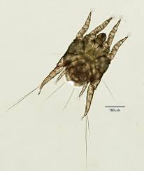 Image result for what do otodectes cynotis look like in dog fur