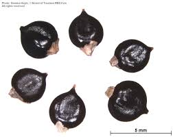 Image result for Persicaria senegalensis