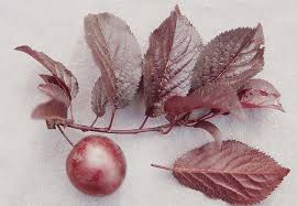It is an excellent shade tree for any garden. Prunus Cerasifera Thundercloud Landscape Plants Oregon State University