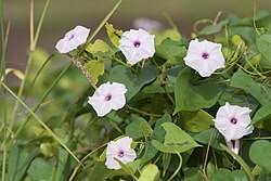 Image result for Ipomoea marginata