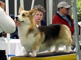 This page goes over the last email communication i have had with the colorado welsh corgi breeder karen… Rocky L Ranch