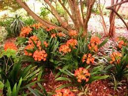 We did not find results for: List Of Perennial Plants