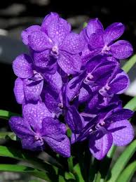 Image result for Vanda