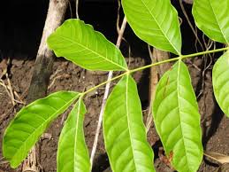 Image result for Anthonotha macrophylla