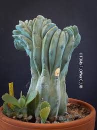 Image result for Myrtillocactus geometrizans
