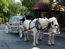 Dream Horse Carriage Company Wedding At Fox Hollow Inn Woodbury Ny Cinderella Pumpkin Carriage With 2 White Percheron H Percheron Horses Horses Horse Breeds