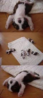 uyuyan kopek yavrulari sleeping puppies hayvan bebekler yavru kopek sevimli kopek yavrulari