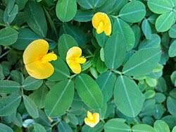 Image result for Arachis
