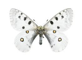 Image result for Parnassius apollo