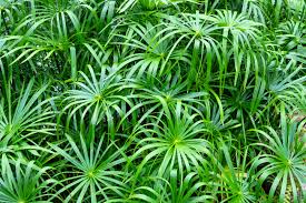Image result for Cyperus nigricans