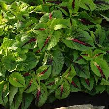 Image result for Coleus stuhlmannii