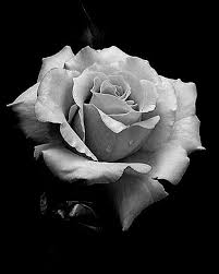 Pin By Dorothea On Flower Reference Black And White Roses Rose Flower Tattoos Black And White Flowers