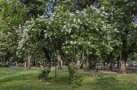 We did not find results for: 15 Great Flowering Trees For Iowa Gardens Progardentips