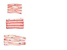 There are very simple animals such as jellyfish 6 suggest, by looking at the diagram, how the alveolus (tiny air sac in the lung where gaseous exchange takes place) membrane is adapted for. What Are Specialised Cells Bbc Bitesize