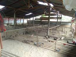 Blog kami ini menyediakan satu link download untuk anda mari kita rehatkan mata dan tengok dahulu video youtube yang bertajuk itik yang hood | kartun. Warga Geram Dengan Adanya Kandang Bebek Itik Ditengah Padatnya Rumah Penduduk Kabar Daerah Lampung