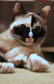 Simplemente Hermoso Maravillas De La Naturaleza Pretty Cats Cute Animals Beautiful Cats