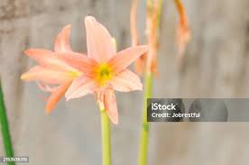 Image result for Hippeastrum puniceum