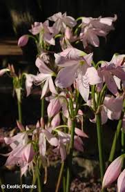 Image result for Crinum moorei