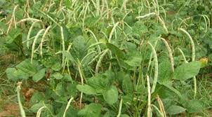 We did not find results for: Klasifikasi Dan Morfologi Tanaman Kacang Hijau Ilmu Pengetahuan Dasar