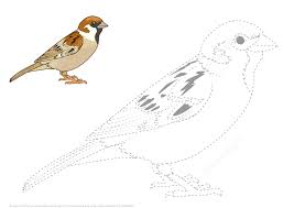 Sparrow Bird Drawing For Kids With Colour Draw A Sparrow By Tracing Dashed Line And Color Super Coloring In 2020 Bird Embroidery Pattern Birds Embroidery Designs Bird Embroidery