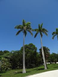 Image result for Roystonea